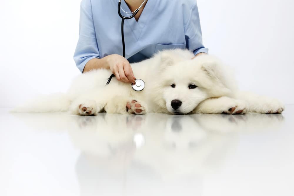 Veterinarian,Examining,Dog,On,Table,In,Vet,Clinic